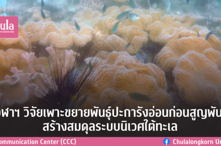 จุฬาฯ วิจัยเพาะขยายพันธุ์ปะการังอ่อนก่อนสูญพันธุ์ สร้างสมดุลระบบนิเวศใต้ทะเล