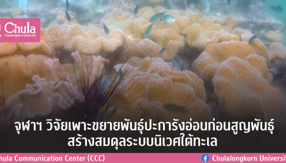 จุฬาฯ วิจัยเพาะขยายพันธุ์ปะการังอ่อนก่อนสูญพันธุ์ สร้างสมดุลระบบนิเวศใต้ทะเล