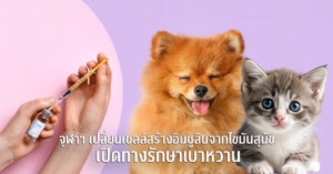 “จากเนื้อเยื่อไขมันสุนัขสู่เซลล์สร้างอินซูลิน” นักวิจัยสัตวแพทย์ จุฬาฯ สร้างความหวังใหม่ในการรักษาโรคเบาหวานในสัตว์เลี้ยง