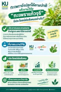 มหาวิทยาลัยเกษตรศาสตร์ แจงชัด! คนไทยยังปลูกกะเพราได้ตามปกติ